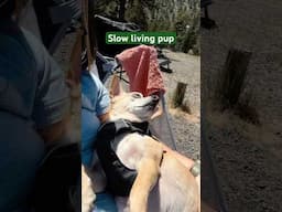 Slow living in a Scamp even for my dog! #scamp #slowliving