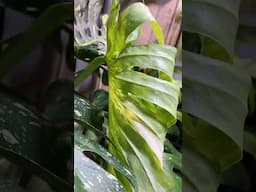 My biggest Leaf to date and she is not done!! #plants #monstera #thaiconstellation