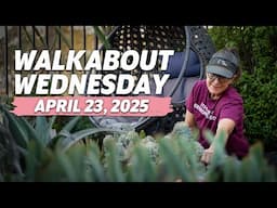 Walkabout Wednesday | What's Growing On in My Succulent Garden