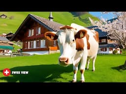 Switzerland’s Countryside Life In Spring Time 🌼 Impressive Dandelion Session