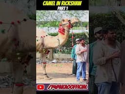 CAMEL RICKSHAW PART 1
