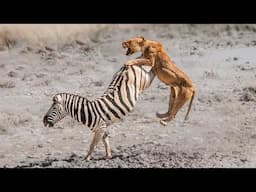 50 Times Animals Messed With The Wrong Opponent