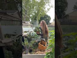 End Of May Garden Harvest! - Kansas Zone 7 #growyourownfood #harvesting #harvest #growyourownfood