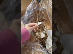 Dwarf Crape Myrtle Roots