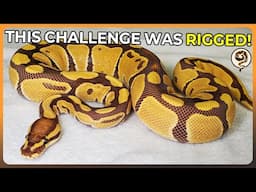 Building a $2500 Ball Python Breeding team but the Challenge is Rigged!