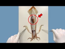 Where is a Squid's Brain Located - Squid Dissection