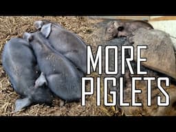 Our Farm Just Got INVADED By Baby Piglets!