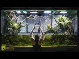 I Unleashed a TADPOLE SWARM Into My Giant Rainforest Vivarium