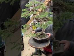 Very old Bonsai