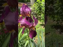 Compendium of color thanks to the Bearded Iris! #irisgermanica #beardediris #spring
