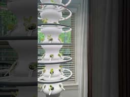 My Indoor Garden is back in action! #indoorplants #lettucegrow #indoorgarden