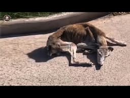 Left as redundant, the hunting dog silently waiting for his owner in vain