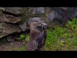 River Dart: A Hidden Haven for Wild Creatures(4K Documentary)