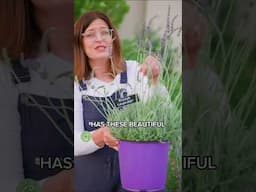 The Best Lavender for Hot Summers!