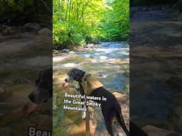 The Great Smoky Mountains rivers #nature #shorts #greatsmokymountains #nationalpark #vlog