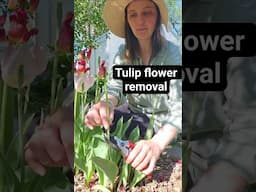 Tulip flower removal #extension #tulip #gardening #gardeningtips