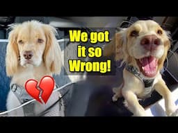 He Wasn’t Misbehaving 🐶 He Was Miserable! 💔