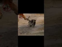 #shorts prank the dogs funny dogs#shorts dogs dog fails monkey funny monkey