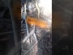 What's the name of this caterpillar?