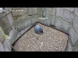 Live Pictures from Kettering Peregrines 2025
