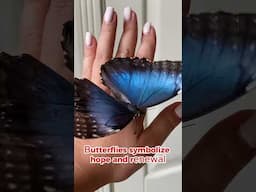 Spiritual meaning of butterfly visiting you often #spirituality #butterfly #butterflies