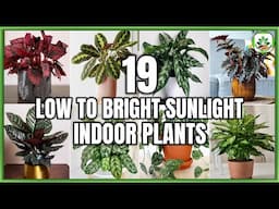 19 Best Low Light Indoor Plants to Grow | Indoor Plants Need Low Sunlight | Plant and Planting