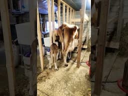 Calf can't find a spot to latch onto. lol.
