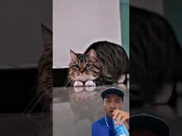 Oh my cat! Cat Viral ! My Reaction to This Amazing Clip! #Cat #Reacts