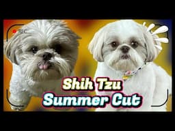 Summer SHIH TZU Grooming: A GUIDE to the perfect look.