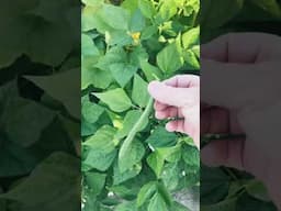 Growing Green Beans #gardening #growhoss #growyourownfood #shorts #youtube