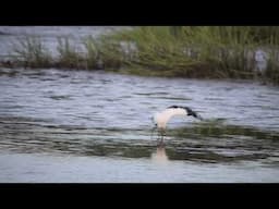 Nature Connection: March 18