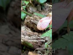 Discovering the Enchanting Pink Lady Orchid in Maine