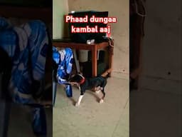 Pluto aaj phaad hi degaa kambal ko #dog #pluto #pitbull #streetdog