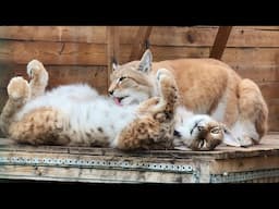 НЕВЕРОЯТНО МИЛЫЕ РЫСИ / Сингапура принесла котят на кровать