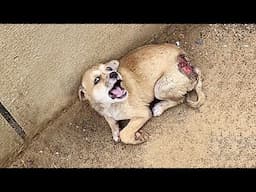 Stray dog grazed by a car and curled up by the wall,whimpering in pain,warn human not to approach it
