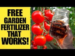 Stop Using Expensive Fertilizers | This RECIPE Works Like Magic