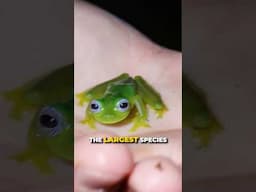 Rare Ghost Frog Yoinked!