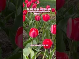 It’s Tulip season in Boston 🌷 #bostonpublicgarden #tulipseason #bostonblooms #bostonthingstodo