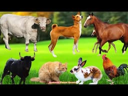 Farm Animal Food: Rabbit, Sheep, Cat, Buffalo, Duck, Pig, Goat, Dog, Chicken - Animal Video