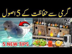 Summer 5 care tips for all birds | budgies lovebirds summer care | Mujeeb Birds Breeeding