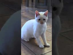 Muscles The Cat Is Growing Up So Fast!