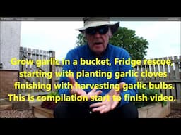 Grow garlic Fridge rescue, starting with planting cloves finishing with the harvesting garlic bulbs.