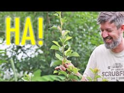 Not Even 3 Months Since Grafting This Pear Tree - Shocking Results!