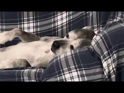 Lucy is a good squirrel dog- even in her sleep.
