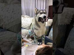 German Shepherd vs Husky🤣 Funniest Huskies | Best Videos #husky #doglovers #huskydog #shorts #dog
