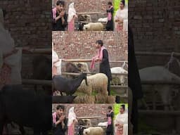 Abeera Khan Funny Show