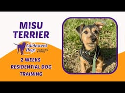 Misu the Terrier Puppy | 2 Weeks Residential Dog Training