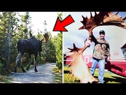 Hiker Encounters Giant Moose Deep in the Woods – What His Camera Captured Is Unreal