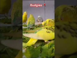 Budgies Parrots #budgies #parrot