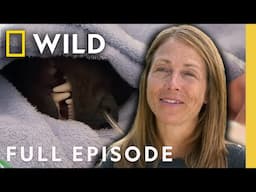 Taming the Wild Wolverine (Full Episode) | Dr. Oakley Yukon Vet | Nat Geo Animals